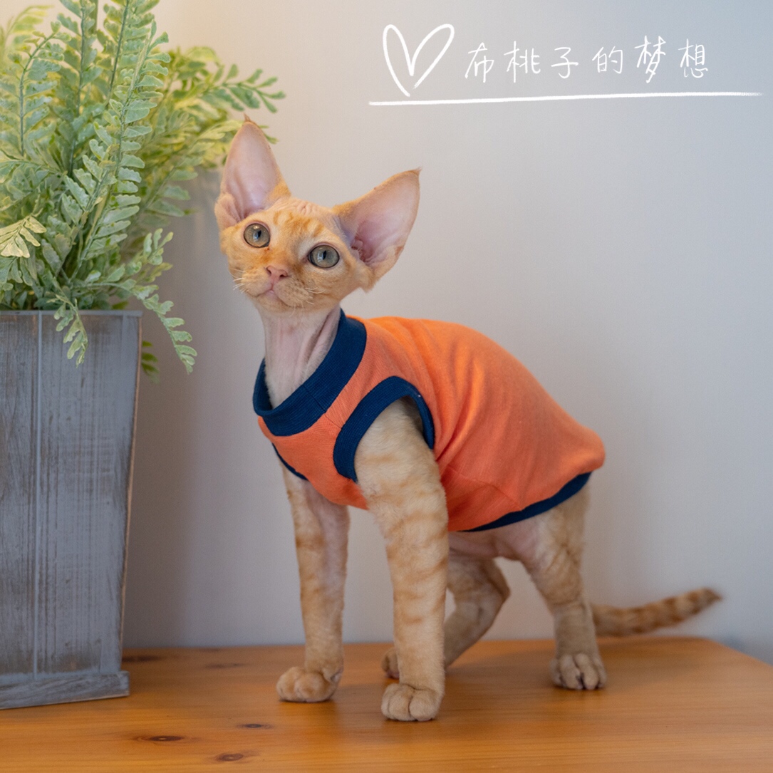 GINGERAIN德文猫衣服斯芬克斯无毛猫柯尼斯天竺棉全棉薄-图2