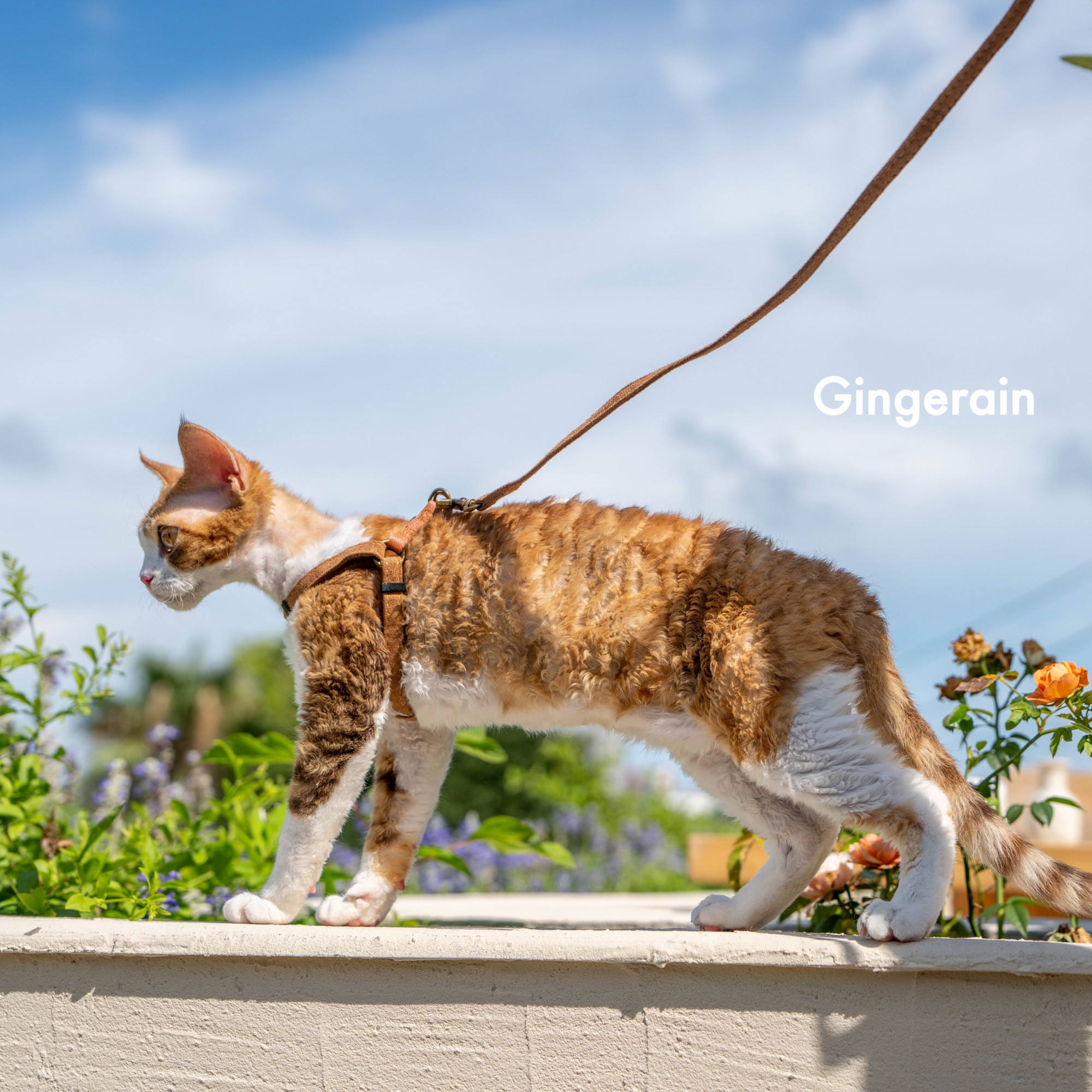GINGERAIN  隐形好搭衣服极简牵引绳户外遛猫可调节德文猫胸背带,淘宝优惠券,粉丝福利购,淘宝优惠卷
