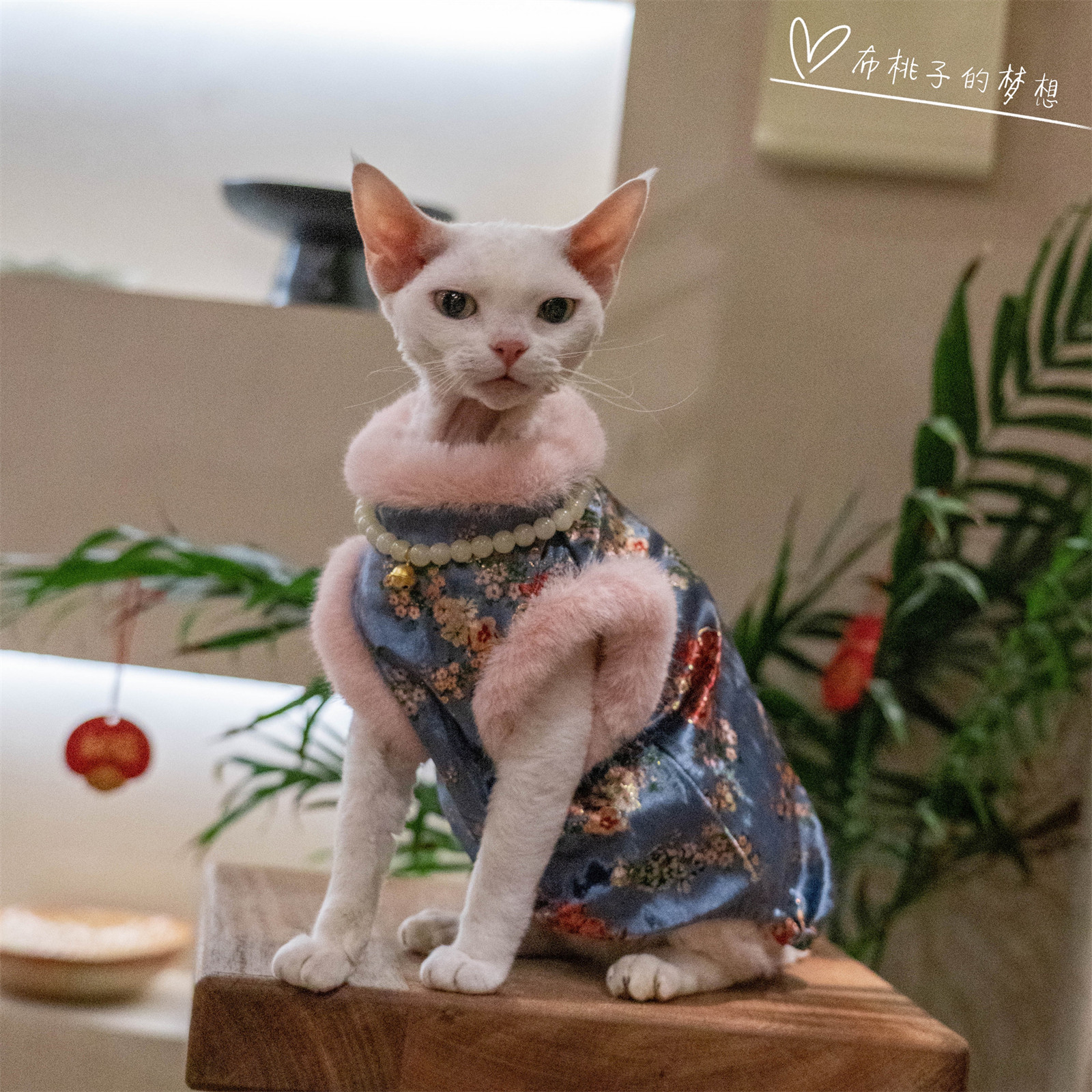 GINGERAIN 猫衣服金丝绒旗袍防舔抗起球新年加绒气质马甲无毛德文,淘宝优惠券,粉丝福利购,淘宝优惠卷