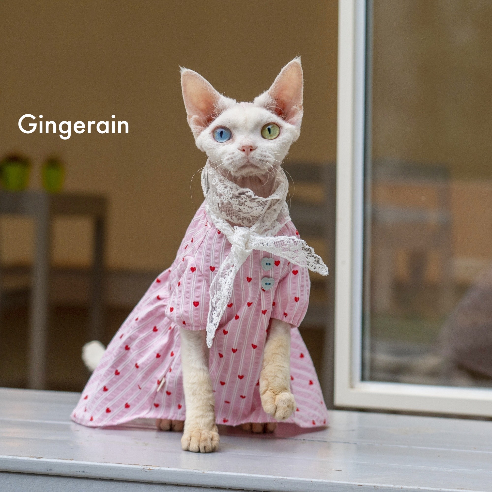 GINGERAIN 蕾丝仙女娃娃衫无毛猫德文猫衣服夏季透气衬衫连衣裙,淘宝优惠券,粉丝福利购,淘宝优惠卷