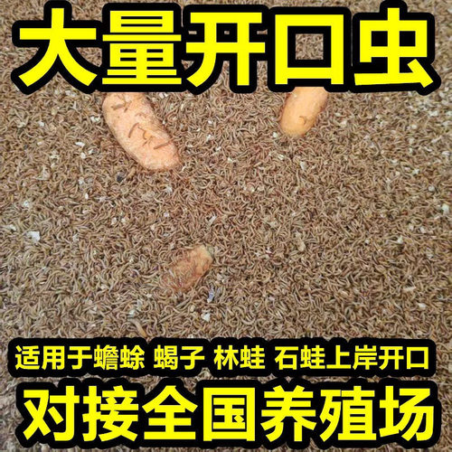 面包虫小虫黄粉虫活虫特小幼虫0.3-0.5-0.8厘米鸟鱼龟宠物蝎子 - 图2