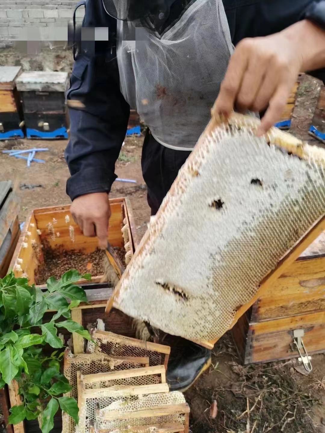 云南枣花蜜 蜂箱直接取出无任何多余加工营养丰富