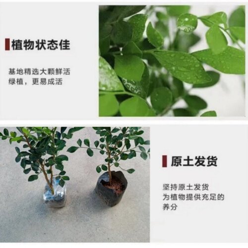 九里香盆栽苗浓香四季花卉室内外庭院阳台驱蚊植物花园绿化树苗 - 图2