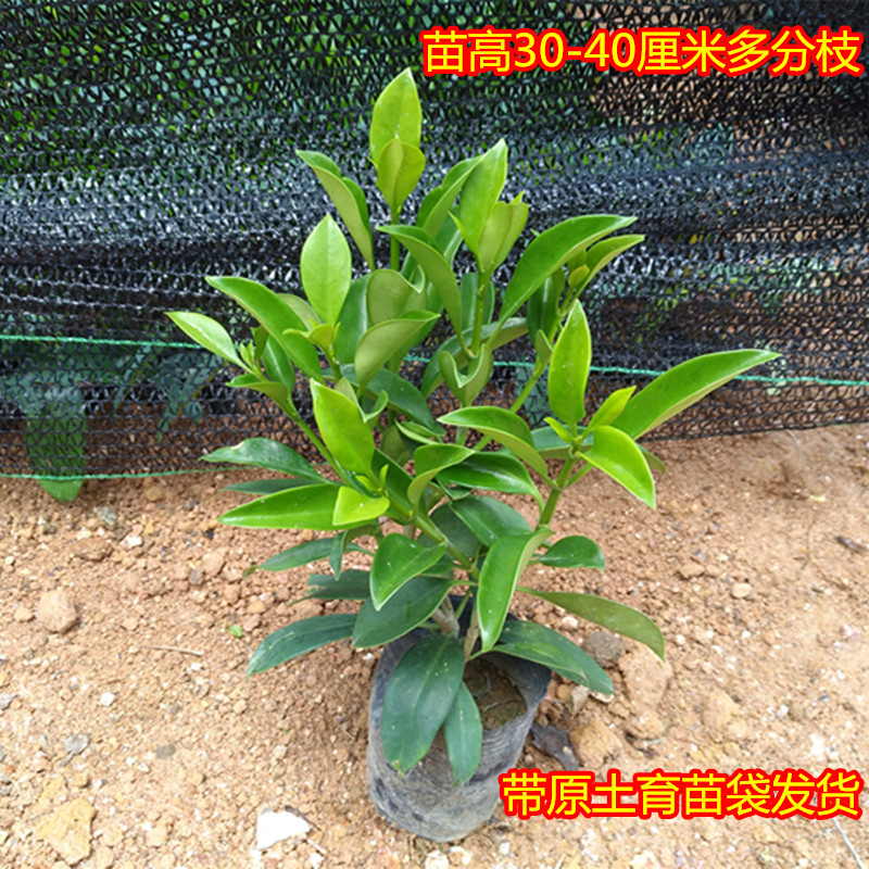 非洲茉莉盆栽大型花苗室内四季常绿植物庭院阳台花卉净化空气树苗-图1