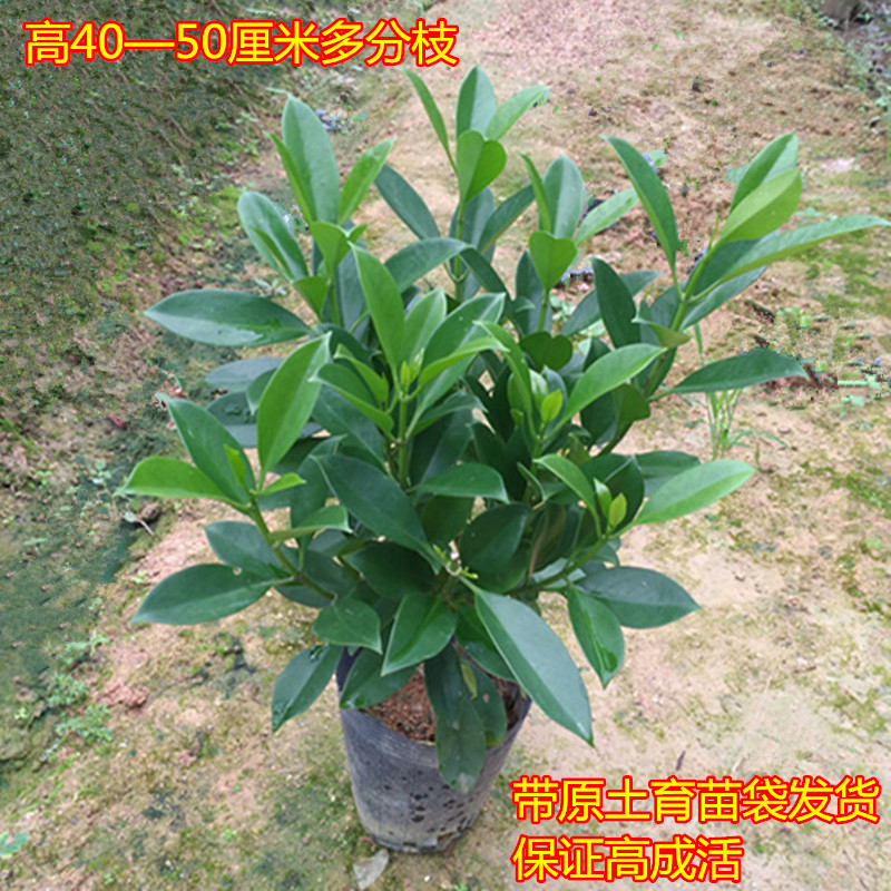 非洲茉莉盆栽大型花苗室内四季常绿植物庭院阳台花卉净化空气树苗-图0