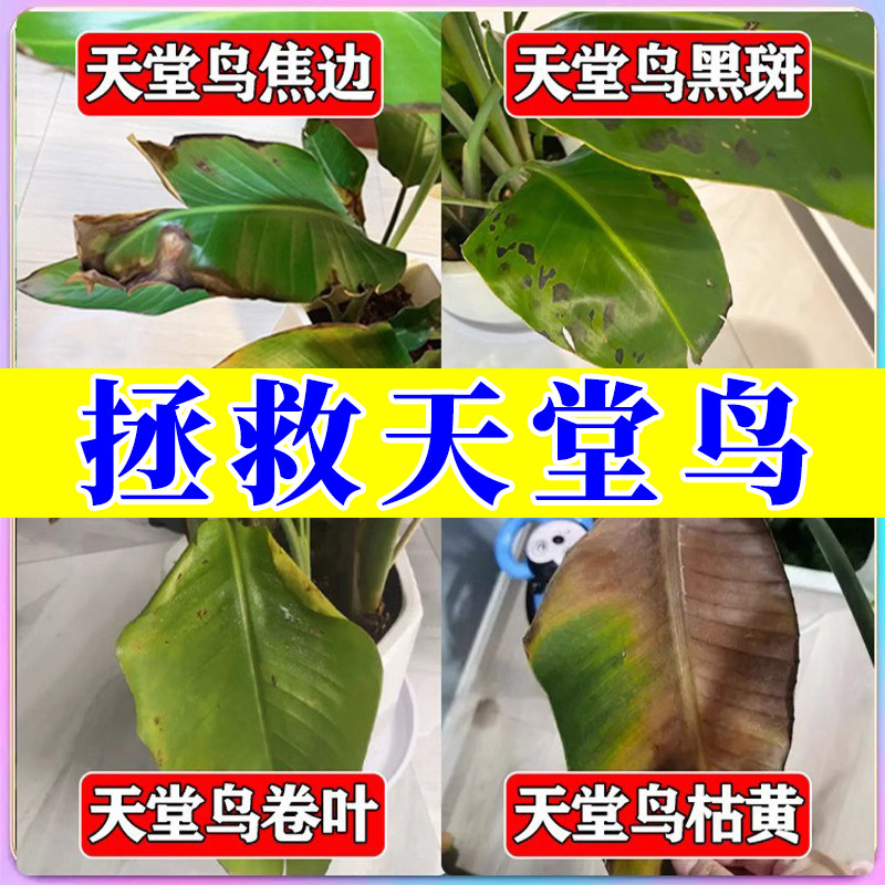 天堂鸟专用营养液黄叶卷边开裂叶子发黄肥料家用室内盆栽植物花肥,淘宝优惠券,粉丝福利购,淘宝优惠卷