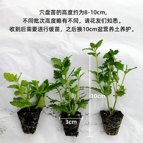 【小苗满30包邮】美女樱盆花苗四季多年生紫色庭院阳台植物 - 图1