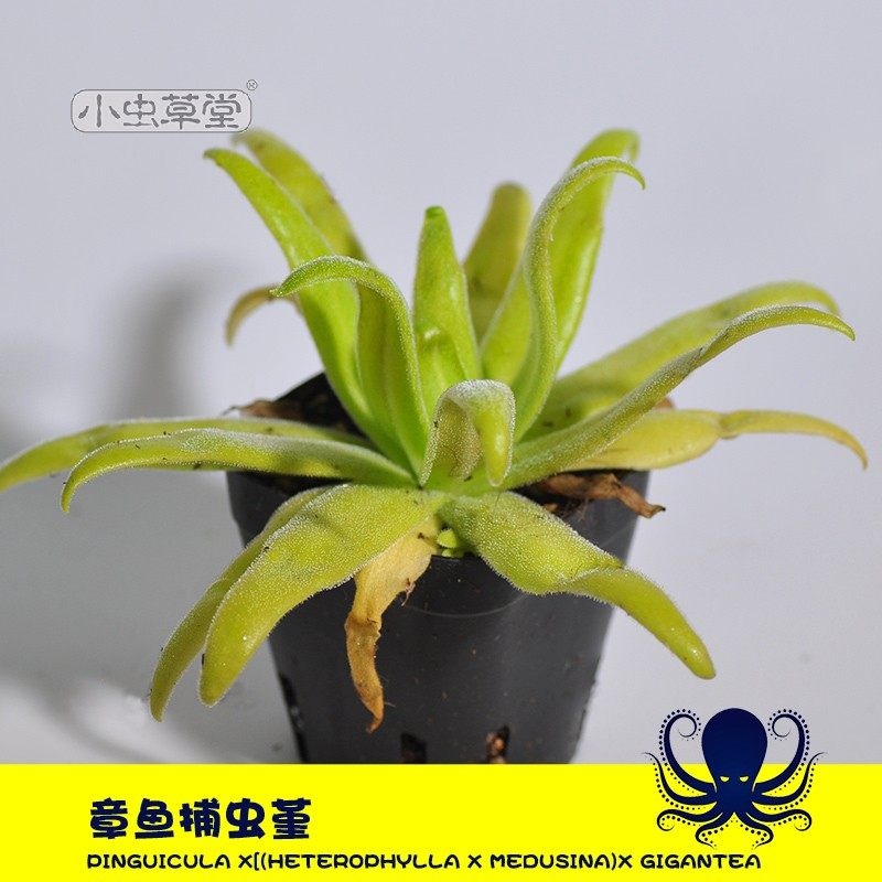 章鱼捕虫堇小虫草堂食虫植物捕蝇草食虫草食人花多肉稀有贵货盆栽,淘宝优惠券,粉丝福利购,淘宝优惠卷