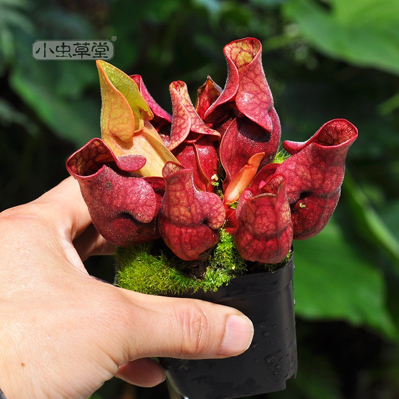 紫色瓶子草小虫草堂食虫植物盆栽食人花捕蝇草食虫草猪笼草室内 - 图1