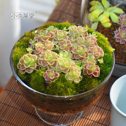 爱丝捕虫堇小虫草堂食虫植物捕蝇草食虫草食人花多肉稀有贵货盆栽 - 图1