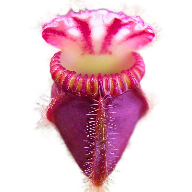 小虫草堂直播21土瓶草食虫植物盆栽绿植室内耐阴稀有另类猪笼草,淘宝优惠券,粉丝福利购,淘宝优惠卷