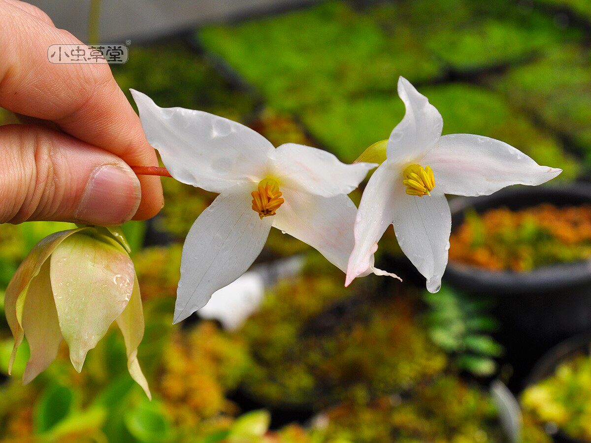 小太阳瓶子草垂花内布利纳山美丽艾俄那泰特小虫草堂食虫植物盆栽,淘宝优惠券,粉丝福利购,淘宝优惠卷