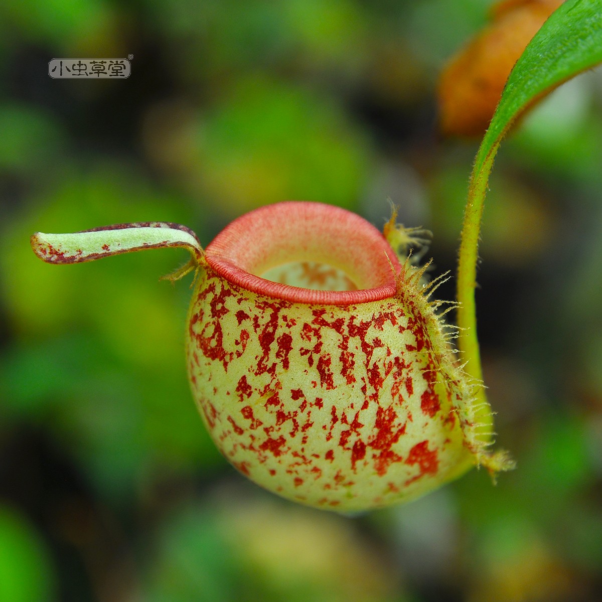 绿苹果猪笼草小虫草堂食虫植物直播9地笼超萌热带植物室内食虫草 - 图0