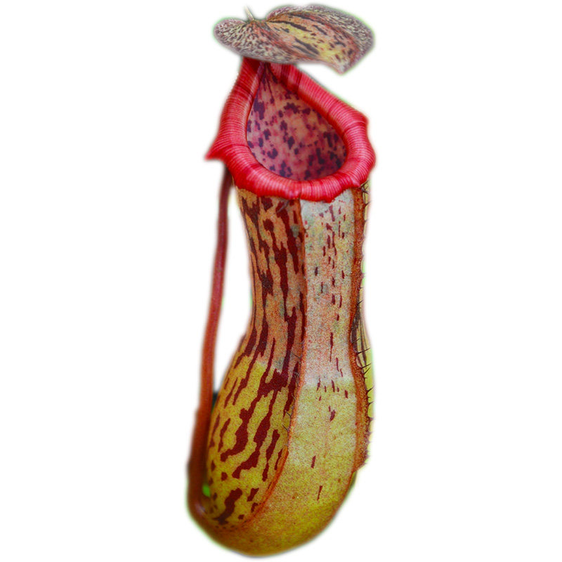 葫芦x博世猪笼草小虫草堂食虫植物盆栽食肉稀有室内绿植好种易养,淘宝优惠券,粉丝福利购,淘宝优惠卷