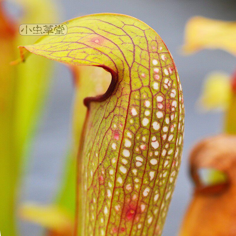 小姨瓶子草小虫草堂眼镜蛇食虫植物盆栽稀有花园绿植庭浙江嘉兴 小麦优选