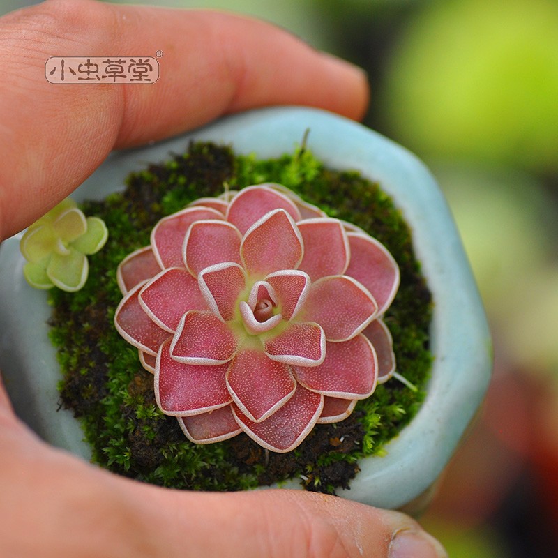 弗洛里捕虫堇吃多肉植物盆栽食虫草食人花捕蝇草室内爱兰爱丝圆切,淘宝优惠券,粉丝福利购,淘宝优惠卷