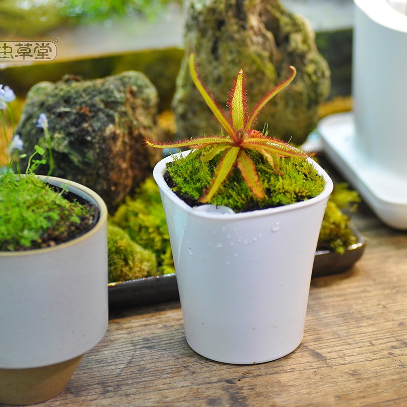 阿帝露茅膏菜 耐阴喜阴室内 食虫植物盆栽食虫草驱蚊好养大型超大,淘宝优惠券,粉丝福利购,淘宝优惠卷