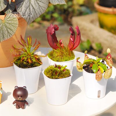 食虫植物套装组合盆栽小虫草堂食虫草吃懒人盆捕蝇草猪笼草瓶子草 虎窝淘