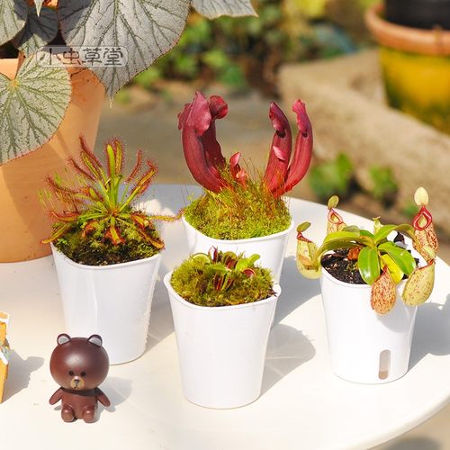 食虫植物套装组合盆栽小虫草堂食虫草吃懒人盆捕蝇草猪笼草瓶子草 - 图0