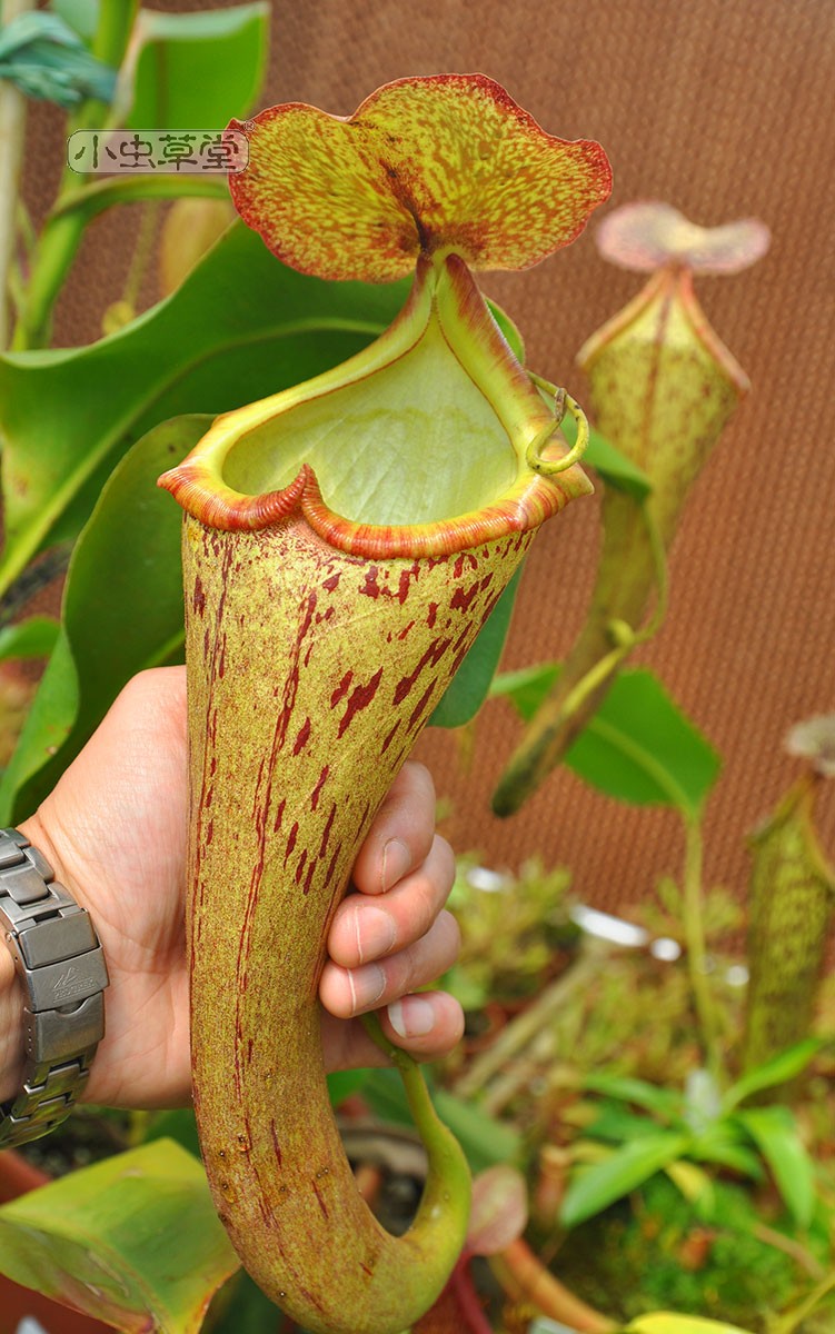 陈氏猪笼草小虫草堂食虫植物实生苗盆栽chaniana食虫草强健高地种 - 图0