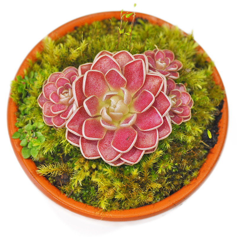 弗洛里捕虫堇吃多肉植物盆栽食虫草食人花捕蝇草室内爱兰爱丝圆切,淘宝优惠券,粉丝福利购,淘宝优惠卷