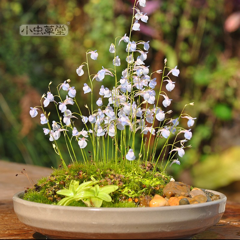 狸藻食虫植物盆栽小蓝小白兔禾叶瓦堡利维达杏黄花长叶三色高山萼 - 图2