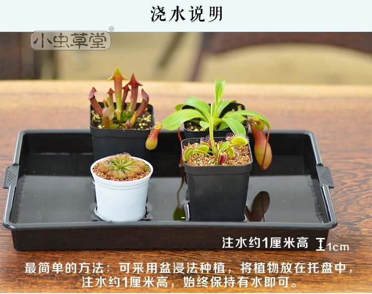 长方形托盘小虫草堂盆托盆垫水盘水碟腰水食品级塑料超强耐老化,淘宝优惠券,粉丝福利购,淘宝优惠卷