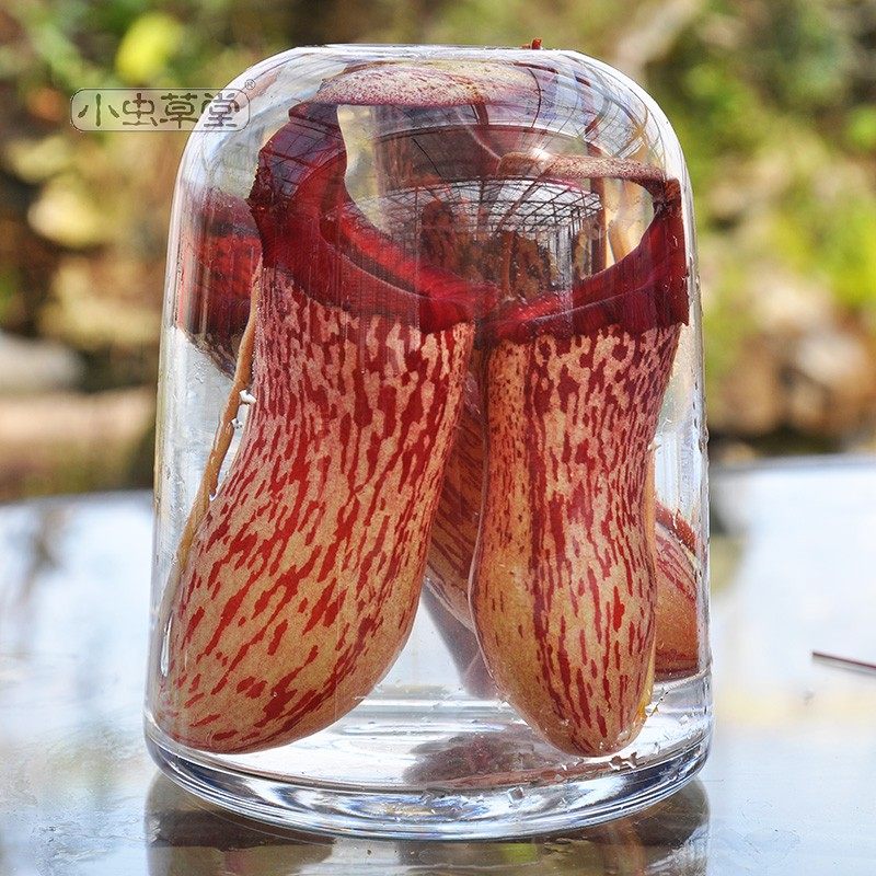 葫芦x博世猪笼草小虫草堂食虫植物盆栽食肉稀有室内绿植好种易养,淘宝优惠券,粉丝福利购,淘宝优惠卷