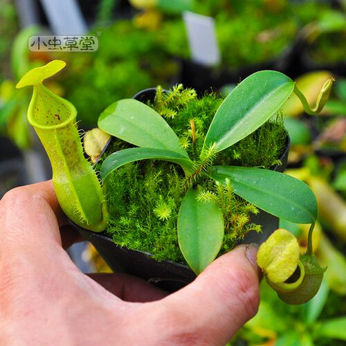 匙叶x风铃猪笼草交种小虫草堂食虫植物盆栽食人花捕虫稀有漏斗形 - 图2