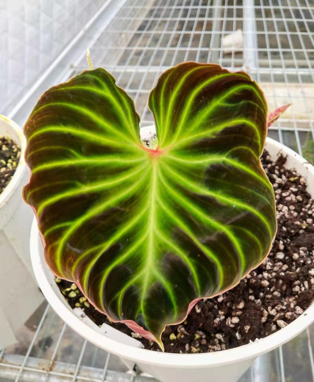 小虫草堂直播8食虫热带植物绿天鹅绒海芋萨利安秋海棠蔓绿绒花烛,淘宝优惠券,粉丝福利购,淘宝优惠卷