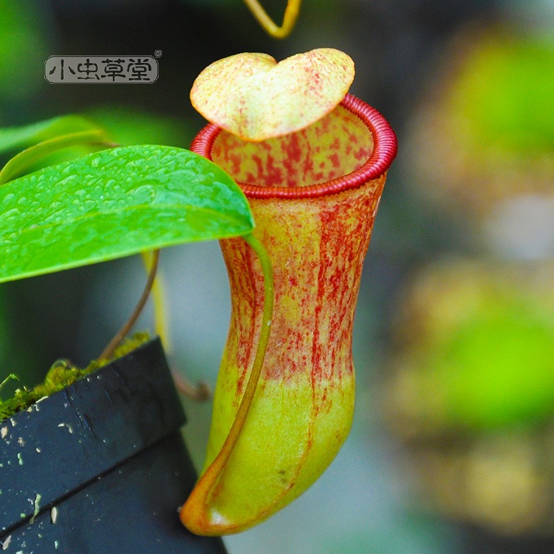 风铃x红葫芦猪笼草小虫草堂食虫植物食人花食虫草直播7 - 图1