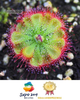 锦地罗茅膏菜食虫植物盆栽食人花食蝇草室内客厅小植株种子去甲醛 虎窝淘