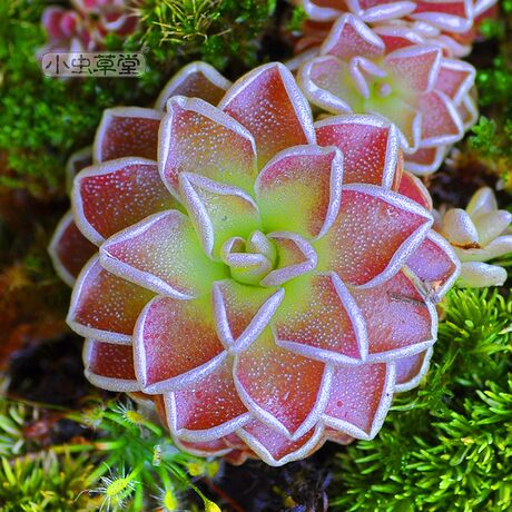 Ailan Insect Catching Violet Carnivorous Plant Man Eating Flower Carnivorous Grass Rare Mosquito Repellent Flower Potted