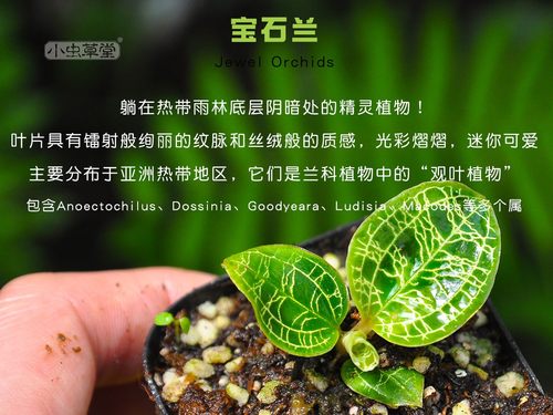 电光宝石兰血叶小虫草堂盆栽室内观叶水陆雨林缸微景观植物黑檀闪 - 图1