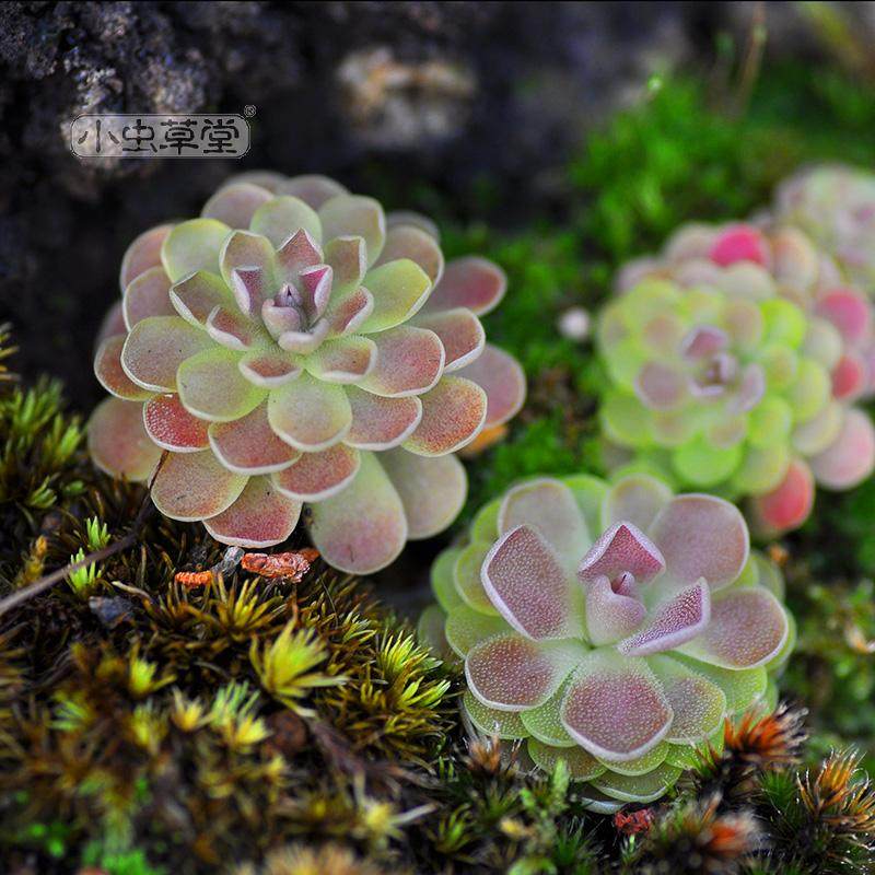 弗洛里捕虫堇吃多肉植物盆栽食虫草食人花捕蝇草室内爱兰爱丝圆切,淘宝优惠券,粉丝福利购,淘宝优惠卷