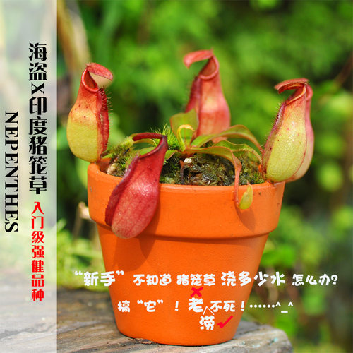 海盗x印度猪笼草实生非组培食虫植物盆栽新手推荐强健小虫草堂育 - 图0