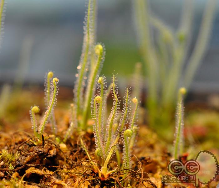 绿丝叶茅膏菜红小虫草堂食虫植物盆栽食虫草食人花捕蚊草捕蝇草大,淘宝优惠券,粉丝福利购,淘宝优惠卷