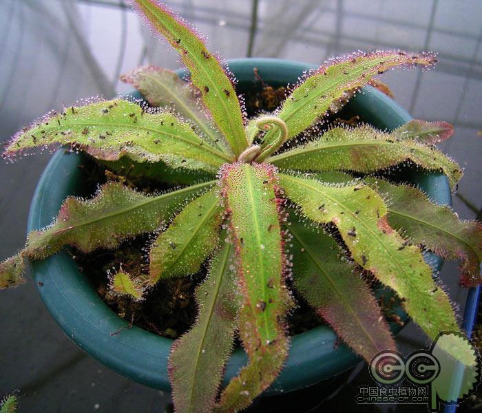 阿帝露茅膏菜 耐阴喜阴室内 食虫植物盆栽食虫草驱蚊好养大型超大,淘宝优惠券,粉丝福利购,淘宝优惠卷