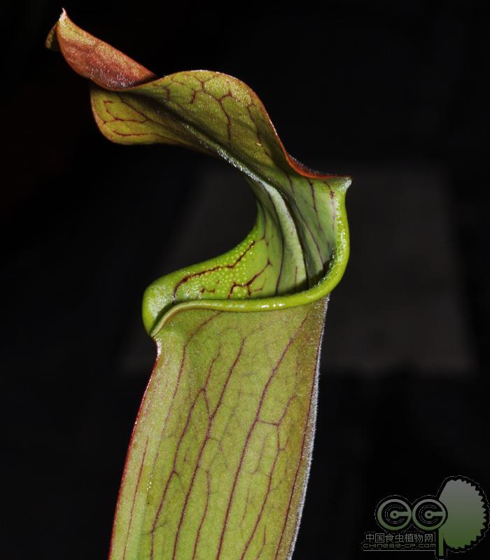 惠里红瓶子草小虫草堂食虫植物盆栽种子耐寒纯种捕虫器生物防治