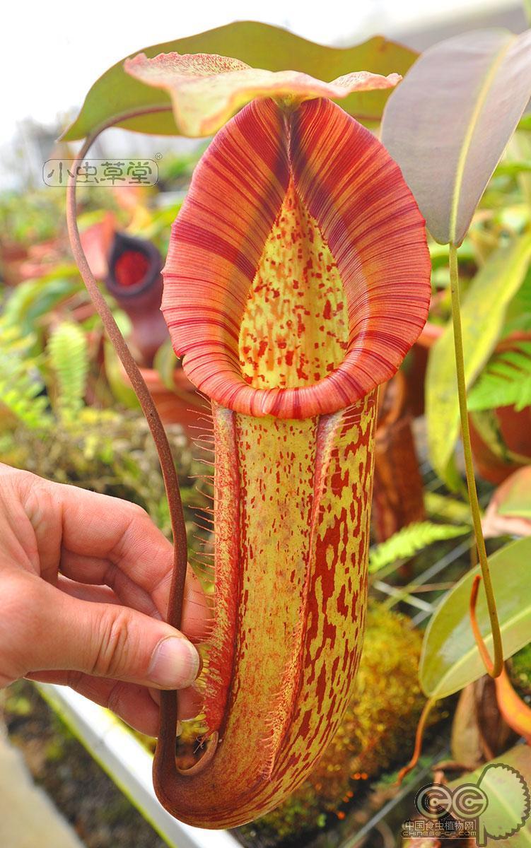 米兰达猪笼草食虫植物盆栽食人花大型超大室内驱蚊含羞草巨捕苍蝇-图0