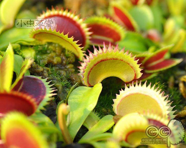 德库拉捕蝇草小虫草堂正版食虫植物直播15盆栽大嘴捕苍草古怪草,淘宝优惠券,粉丝福利购,淘宝优惠卷