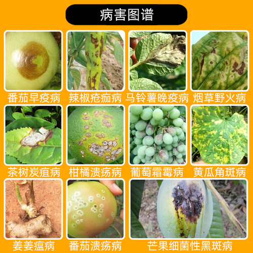 杜邦可杀得3000三千叁仟氢氧化铜大姜姜瘟病细菌溃疡病农药杀菌剂 - 图2
