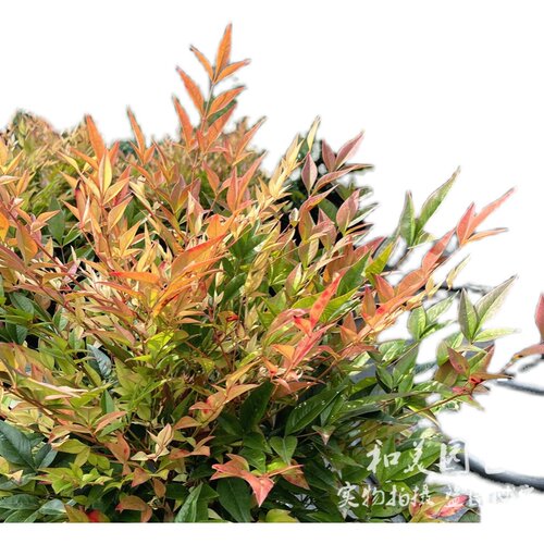 进口湾流南天竹盆栽 红宝石南天竹 耐寒彩色观叶植物 灌木花镜 - 图1