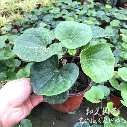 金边麦冬兰大花六道木 红花继木 大叶吴风草 多年生地被植物 - 图3