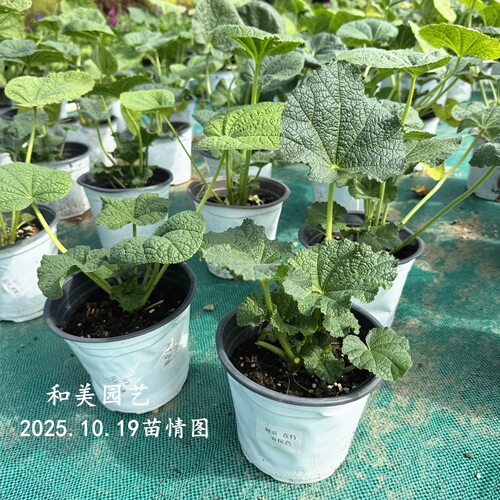 重瓣蜀葵查特 桃子与梦 大花蜀葵一丈红 庭院阳台耐热花卉 花期长 - 图0