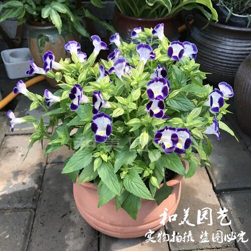 夏堇盆栽 夏天盛开的小喇叭花 耐热耐半阴小牵牛花阳台花卉包邮 - 图0
