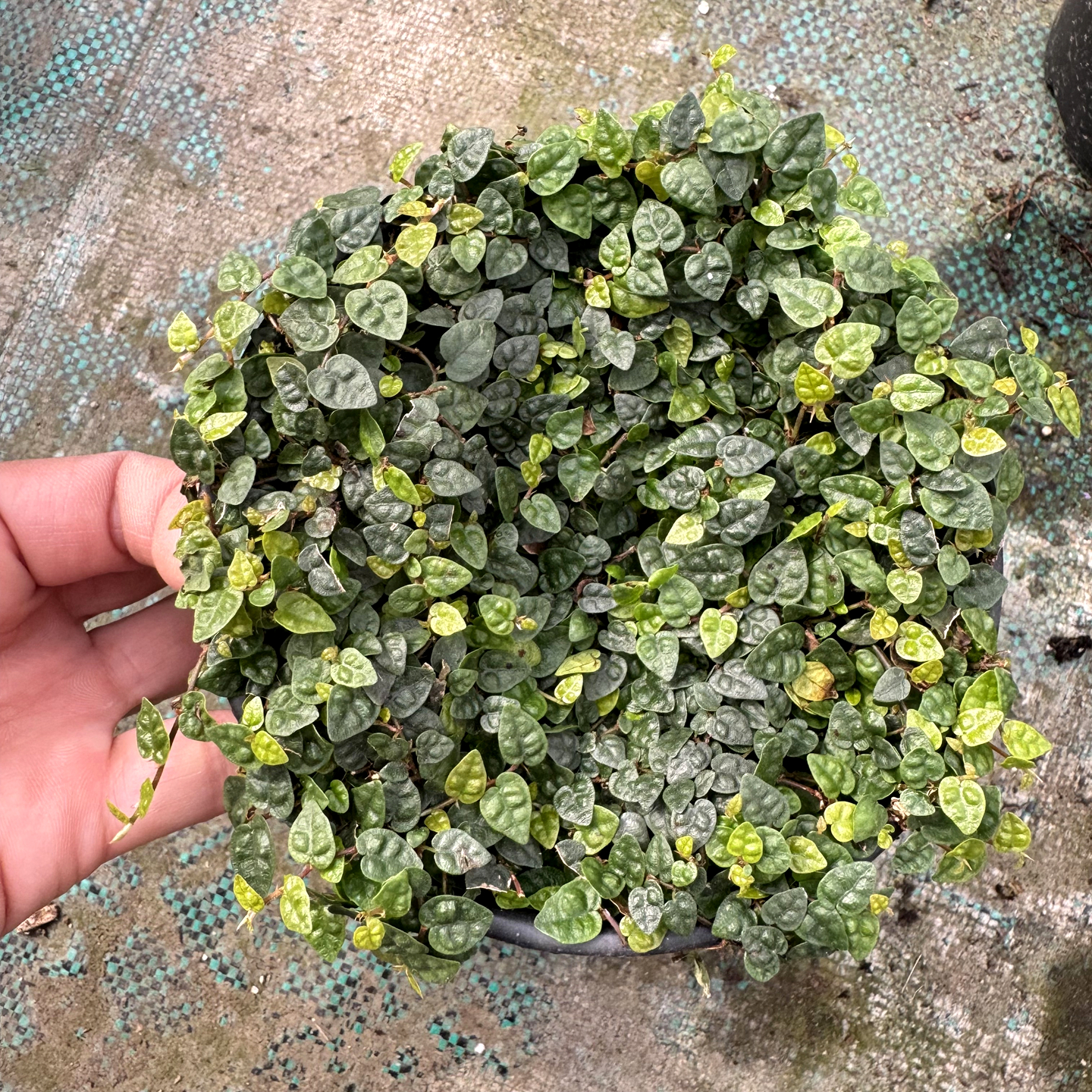 花叶霹雳 金边翡翠吊兰 室内易养小吊兰 泰国翡翠玉纽扣柳叶吊兰 - 图0