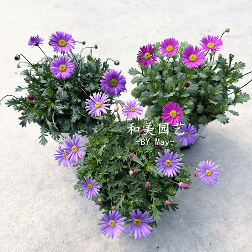 姬小菊盆栽 庭院阳台花卉 唯美清新五色菊 喜凉耐寒花期超长 包邮 - 图1