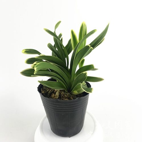 精品兰花小凤凰 神童冠  千金兰矮种桌面金边凤凰兰金边鹤兰花 - 图2