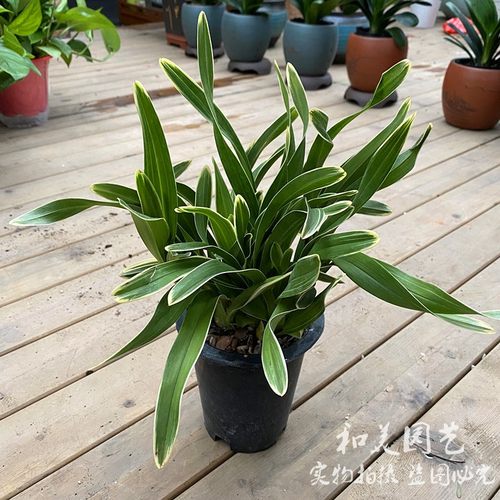 精品兰花小凤凰 神童冠  千金兰矮种桌面金边凤凰兰金边鹤兰花 - 图3